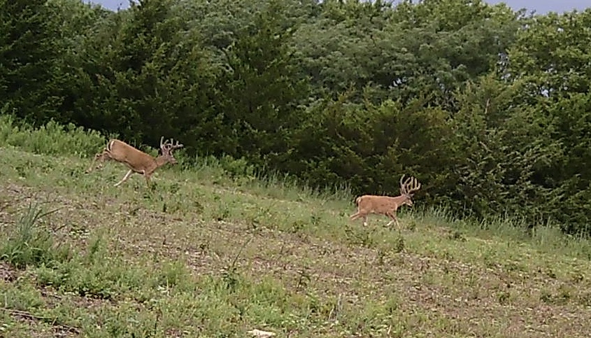 Deer 1