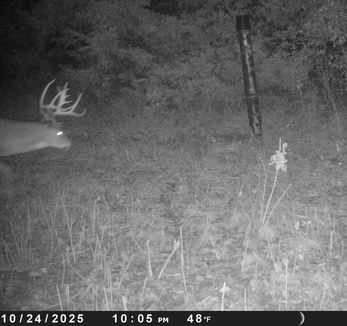 Deer1