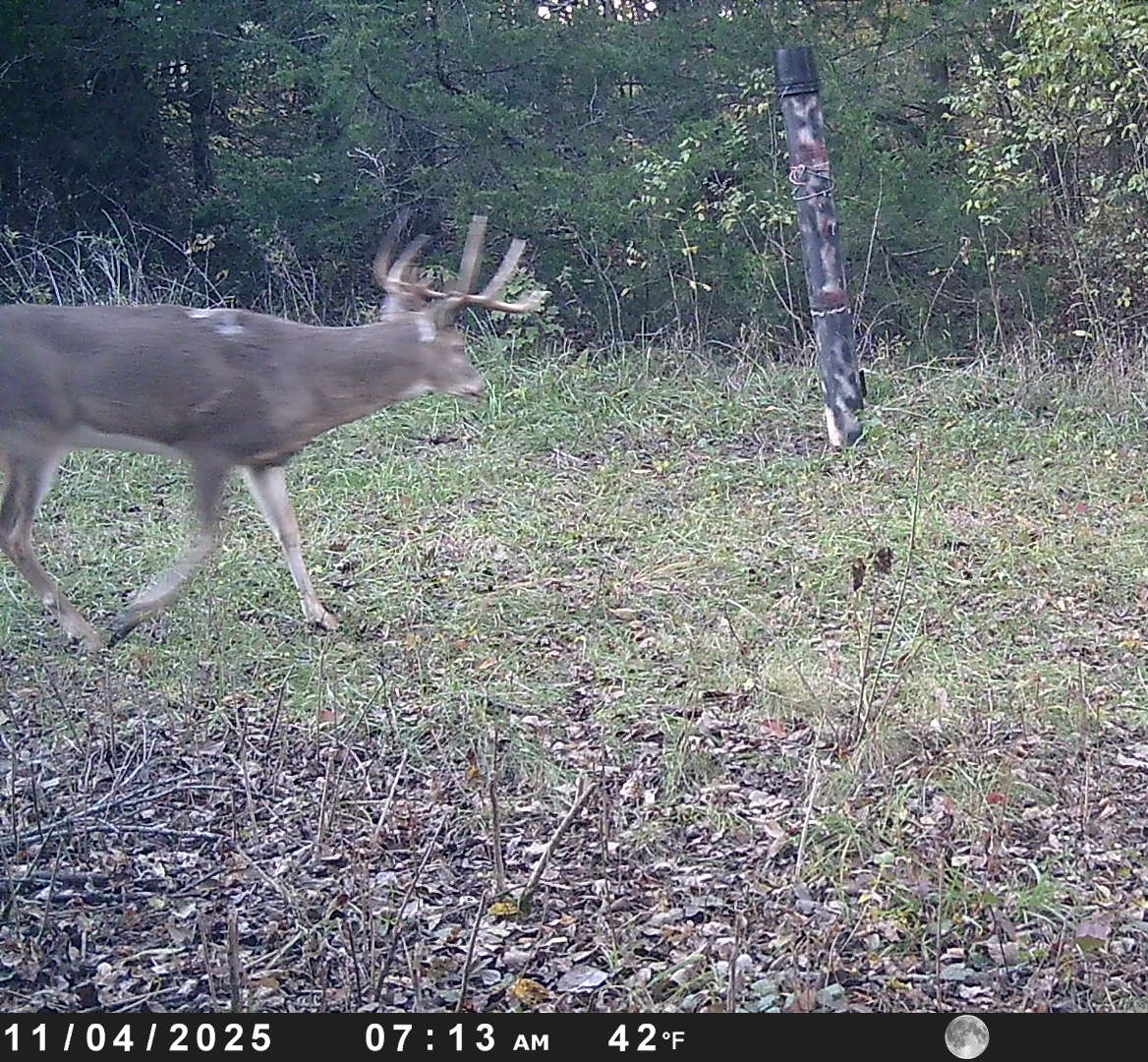 Deer2