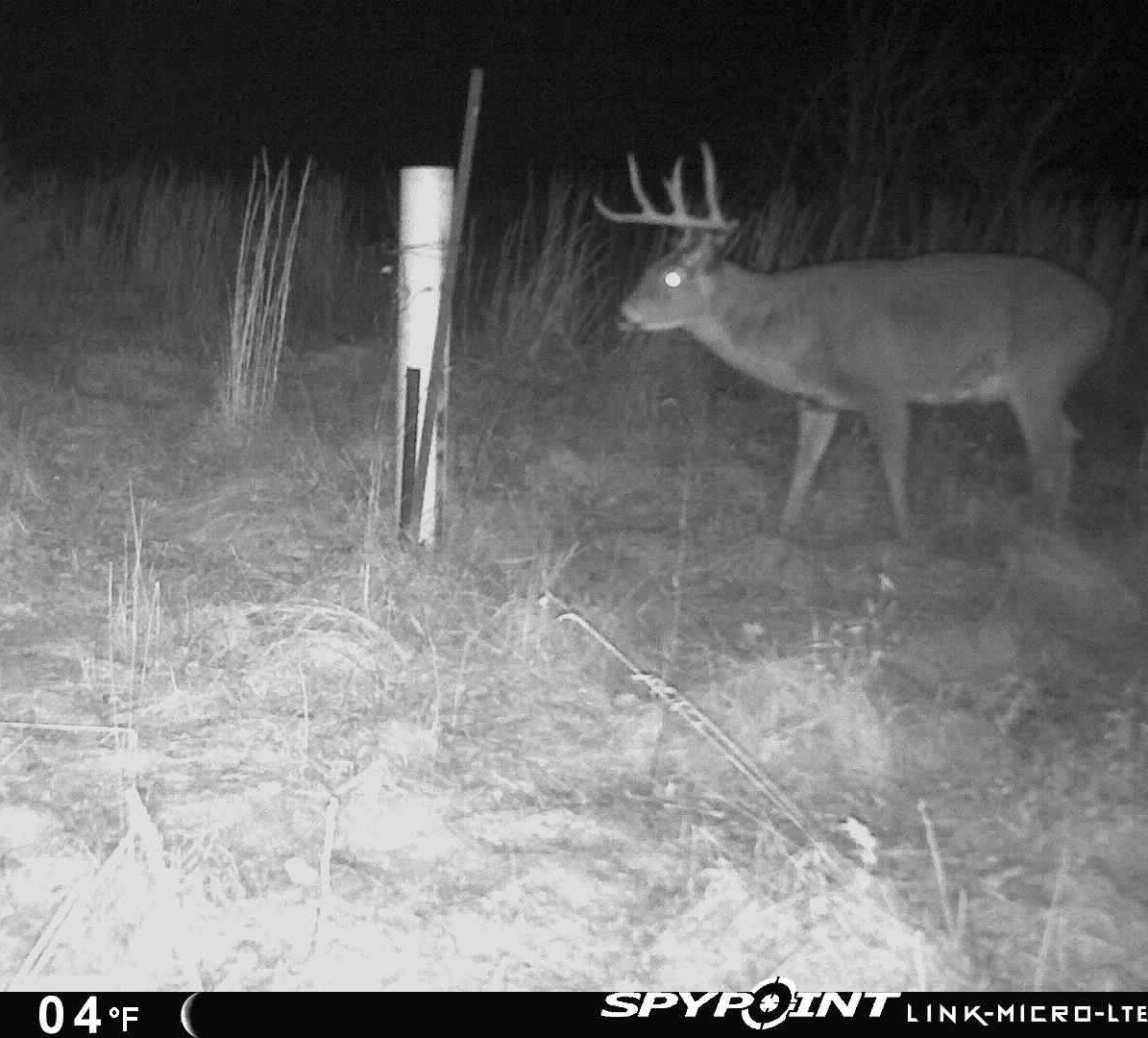 Deer3