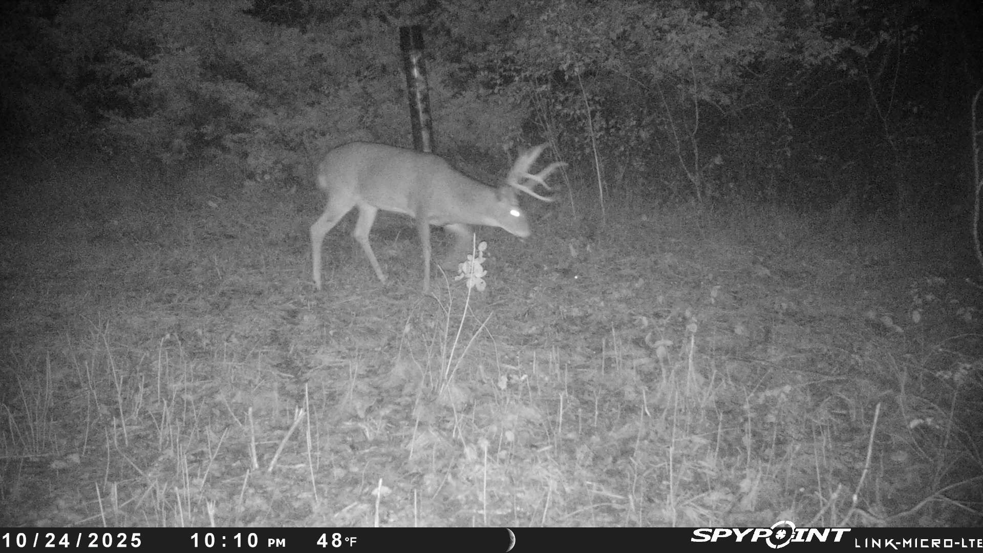 Deer4