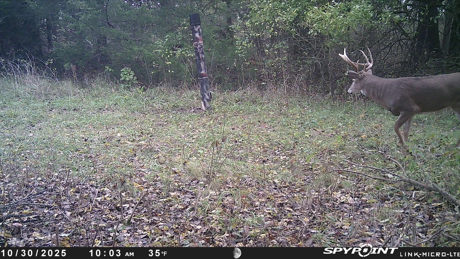 Deer5