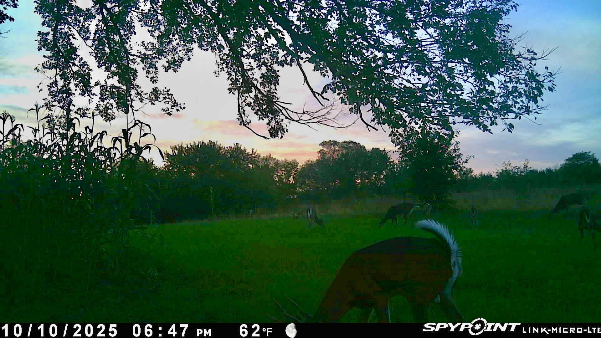 Deer6