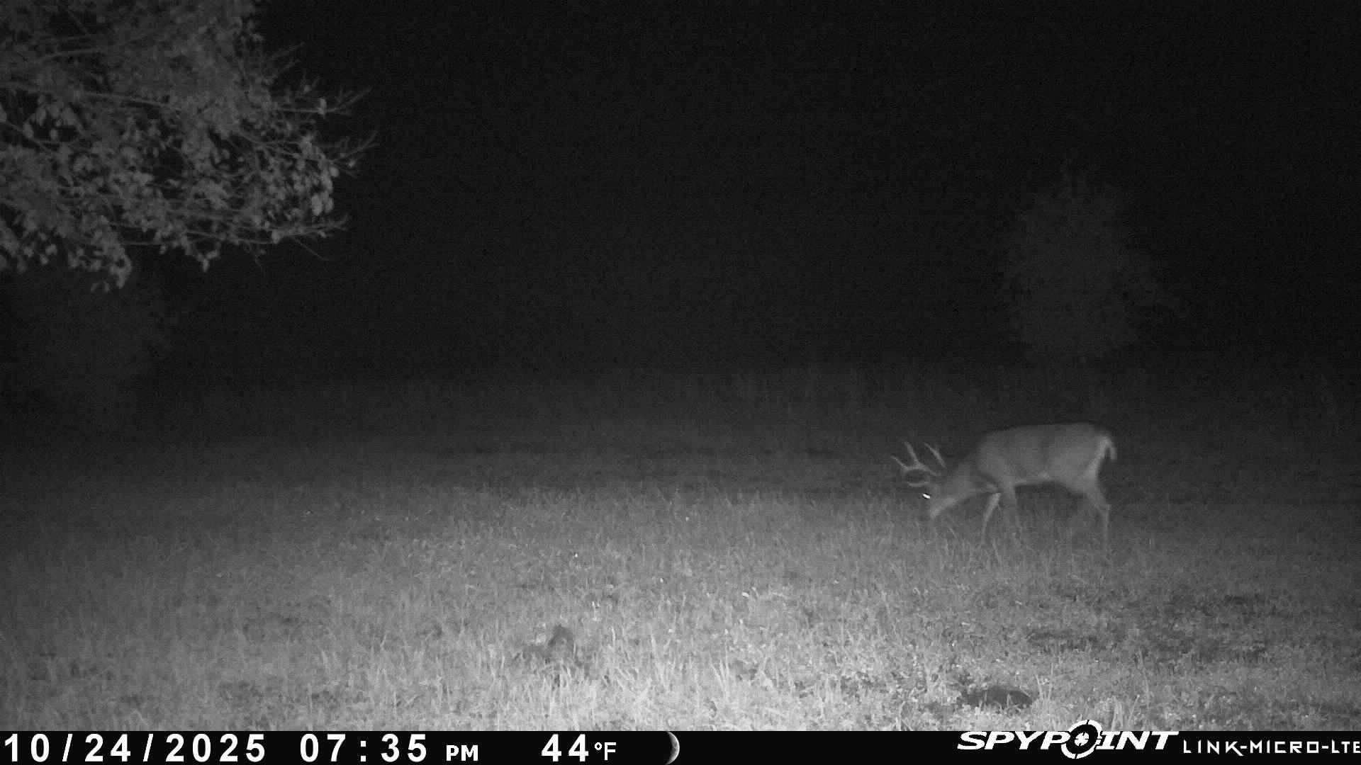 Deer7
