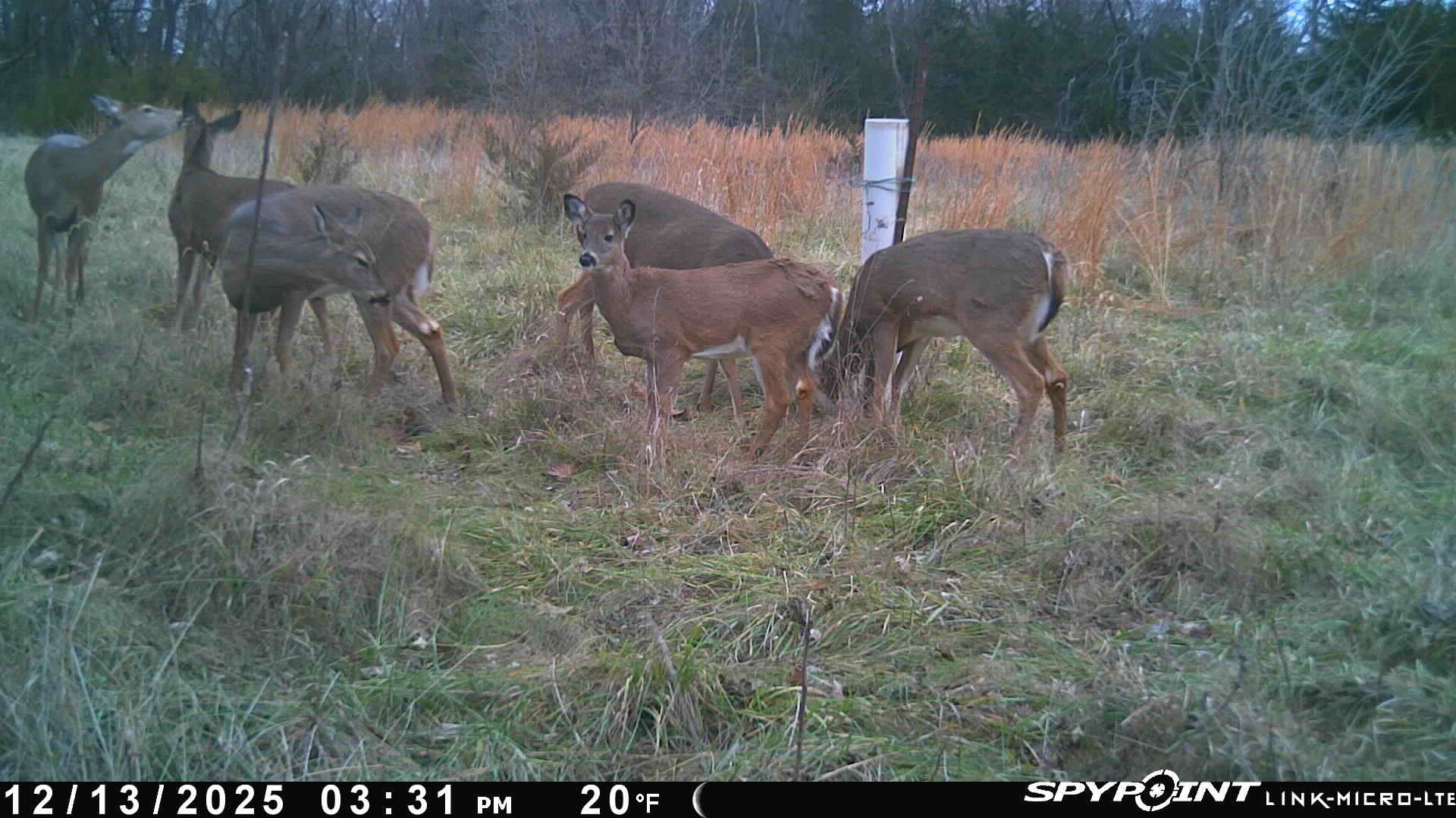 Deer8