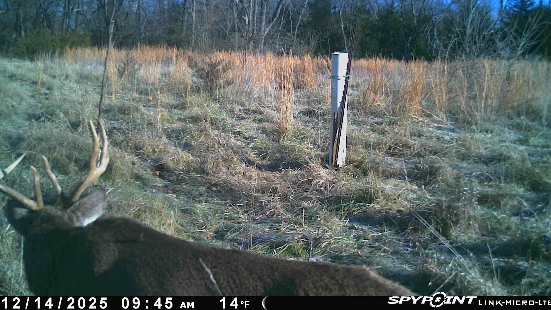 Deer9