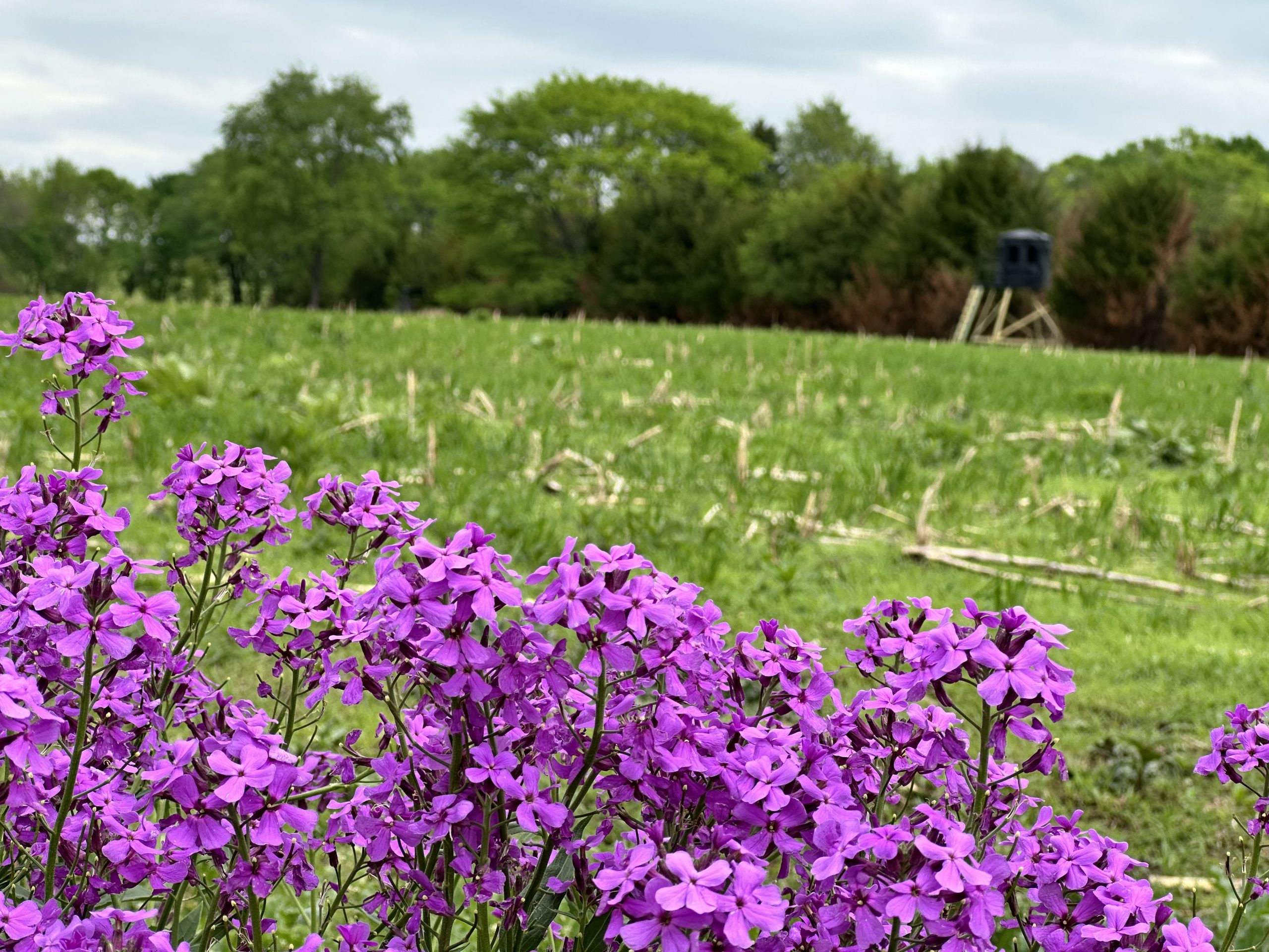 Scenery3