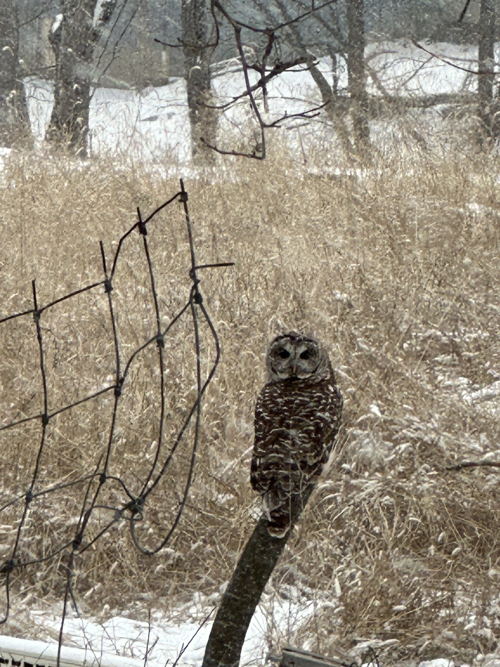 Wildlife3