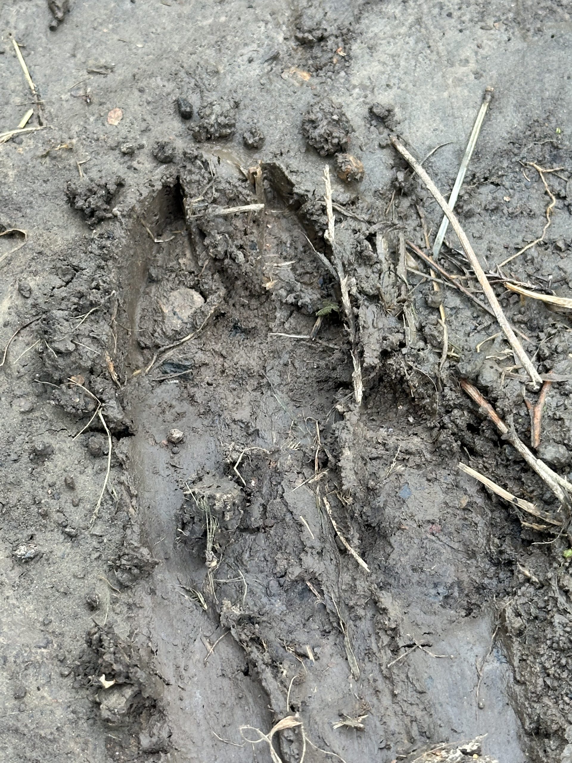 Wildlife4